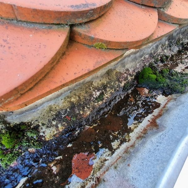 Roofing Guys Melbourne inspecting a gutter clogged with moss and dirt, showing the need for proper gutter cleaning service.